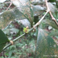 Suregada lanceolata (Willd.) Kuntze